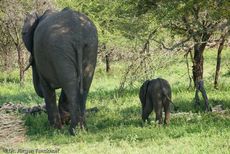 Afrikanischer Elefant (98 von 131).jpg